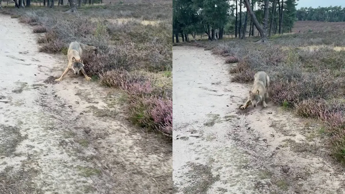 thumb_vk_Wolf_sluipt_achter_Kevin_en_hond_Ineens_keek_ik_recht_in_die_gele_ogen