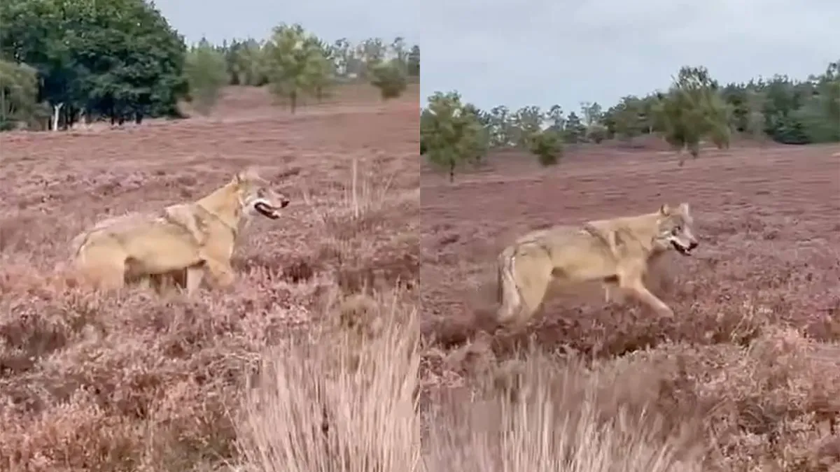 thumb_vk_Zesjarige_hond_Daisy_vermist_na_wolfaanval_in_natuurgebied_bij_Epe