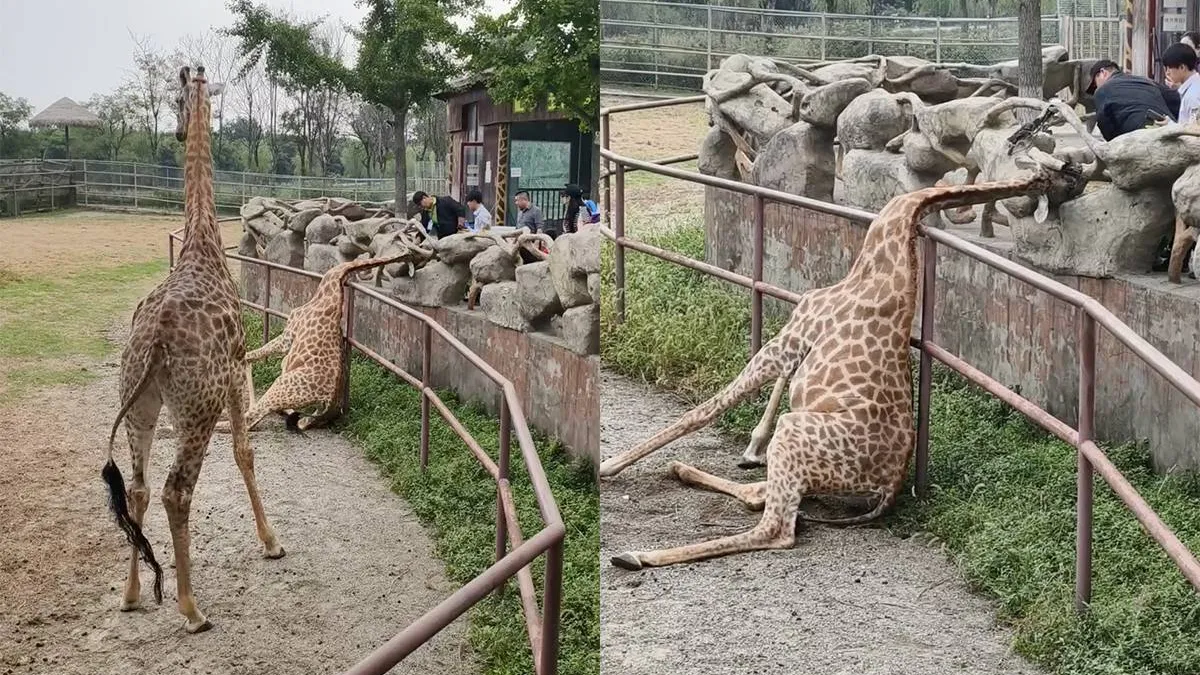 thumb_vk_Giraffes_blijken_toch_niet_zulke_slimme_dieren