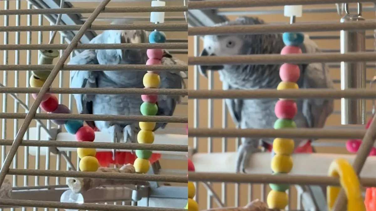 thumb_vk_Muzikale_papegaai_Molly_heeft_uitgevonden_hoe_Alexa_werkt