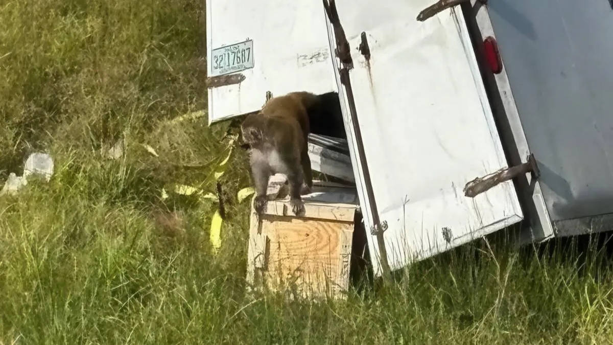 thumb_vk_Truck_met_labapen_crasht_in_Mississippi_apen_met_hepatitis_herpes_en_covid_ontsnapt_een_nog_voortvluchtig