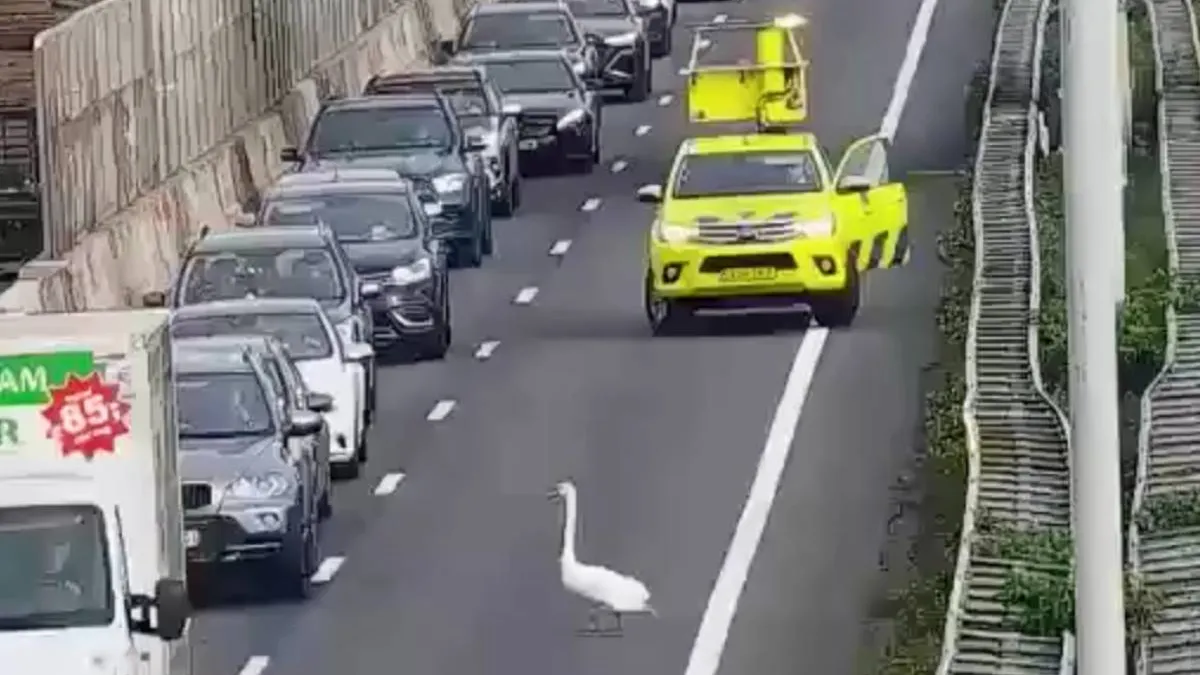 thumb_zwaan_op_de_baan