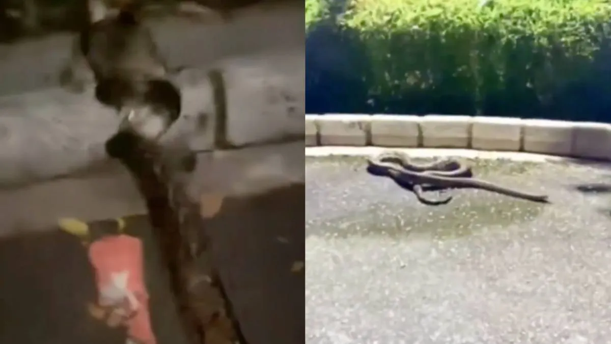 thumb_marcus_vs_python