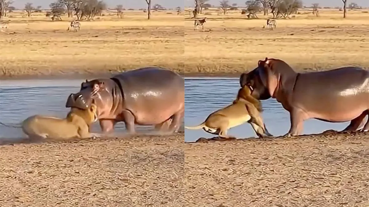 thumb_vk_Beelden_van_een_nijlpaard_die_een_leeuw_tussen_zijn_kaken_klemt_gaan_keihard_viraal
