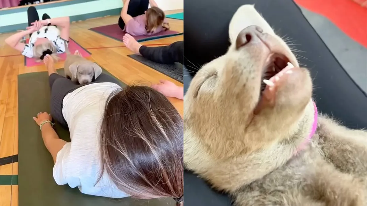 thumb_vk_Het_moment_dat_je_beseft_dat_je_in_je_volgende_leven_een_puppy_wil_worden