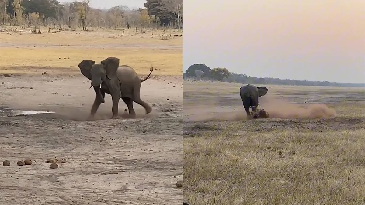 thumb_vk_Honingdas_vs_olifant_wie_wint_er