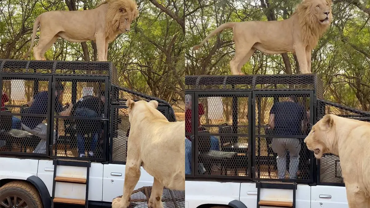 thumb_vk_Nee_zo_hadden_ze_zich_de_safari_niet_voorgesteld