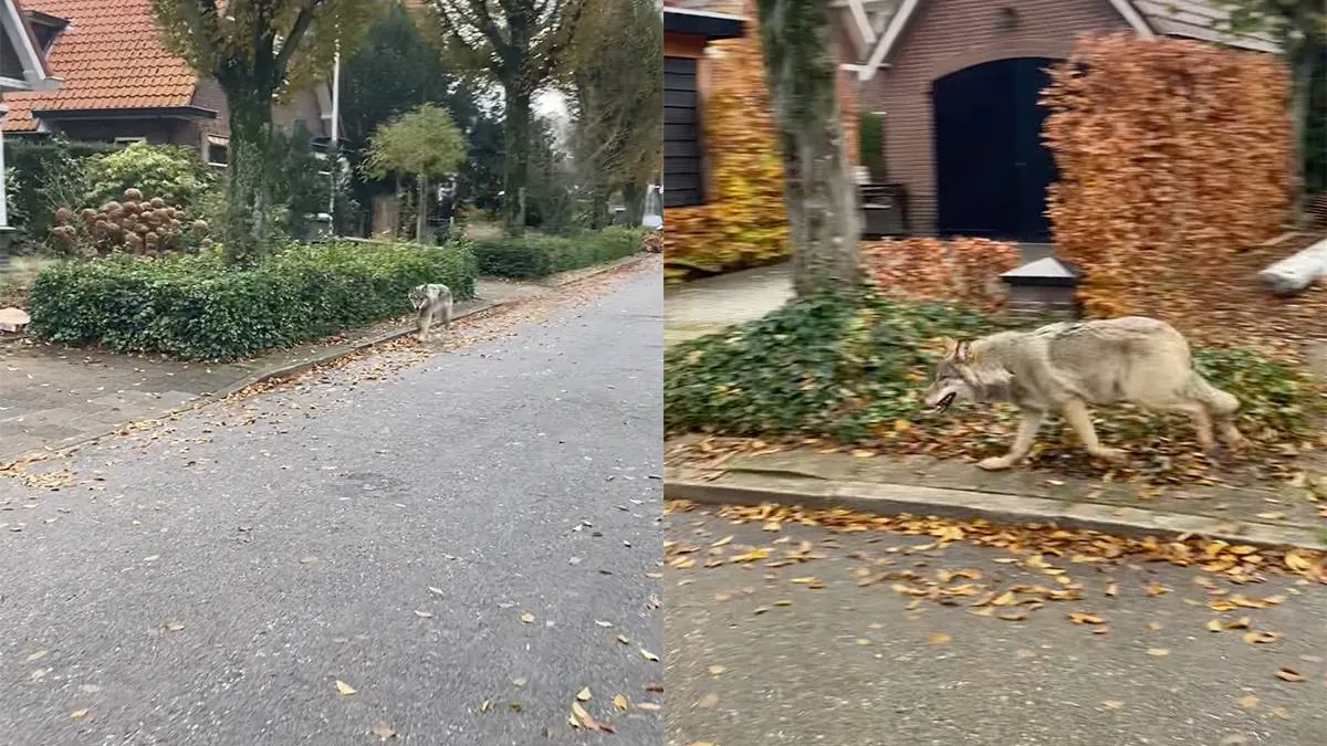 thumb_vk_Oog_in_oog_met_een_wolf_in_Ermelo