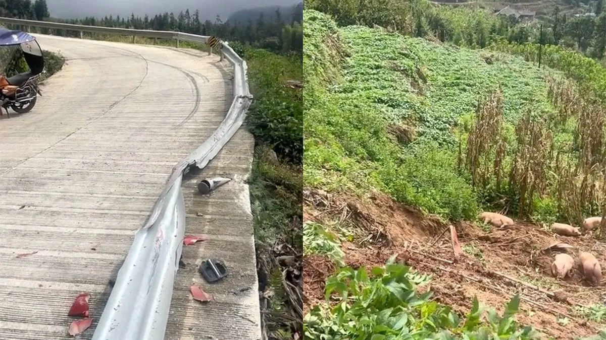 thumb_vk_Vrachtwagen_met_varkens_schiet_door_de_vangrail