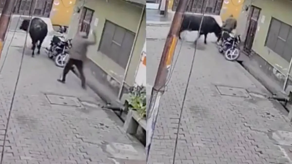 thumb_stier_steen_schaar