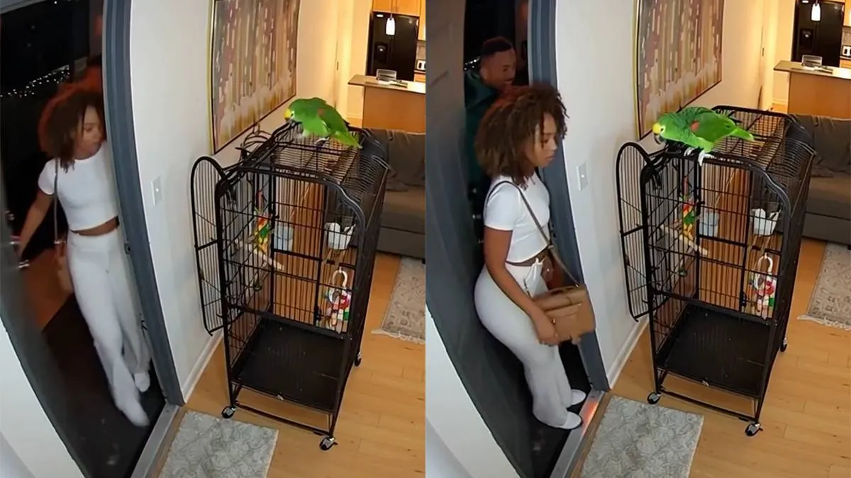 thumb_vk_Een_dame_neemt_je_mee_naar_huis_en_dan_begin_haar_papegaai_te_praten