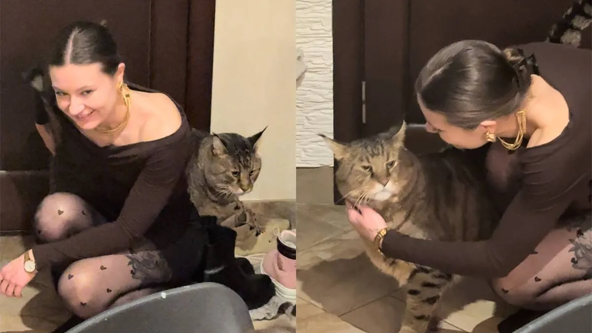 thumb_vk_Eerlijk_is_eerlijk_deze_poes_is_echt_gigantisch