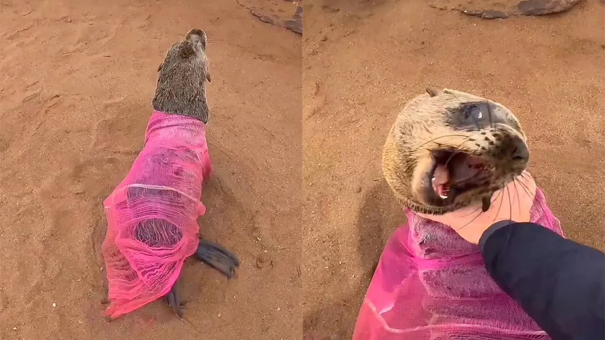 thumb_vk_En_weer_zit_er_eentje_vast_zeehond_bevrijd_van_net