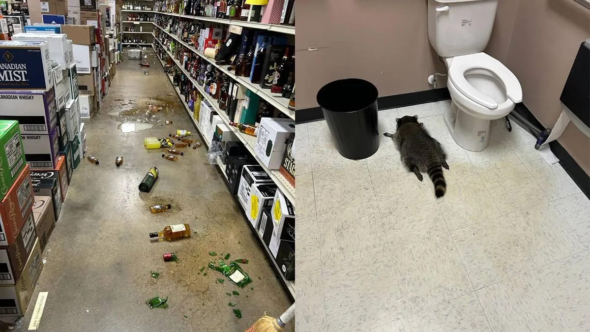 thumb_vk_Inbreker_slijterij_blijkt_dronken_wasbeer