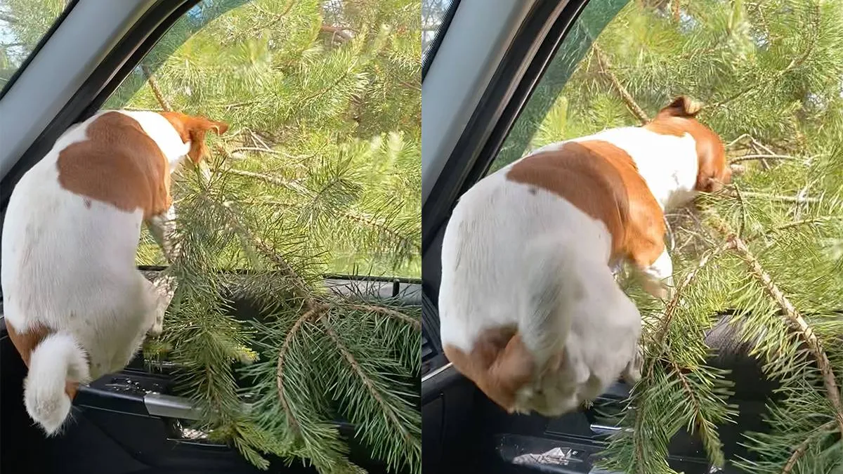 thumb_vk_Jack_Russell_kiest_zelf_een_kerstboom_voor_thuis