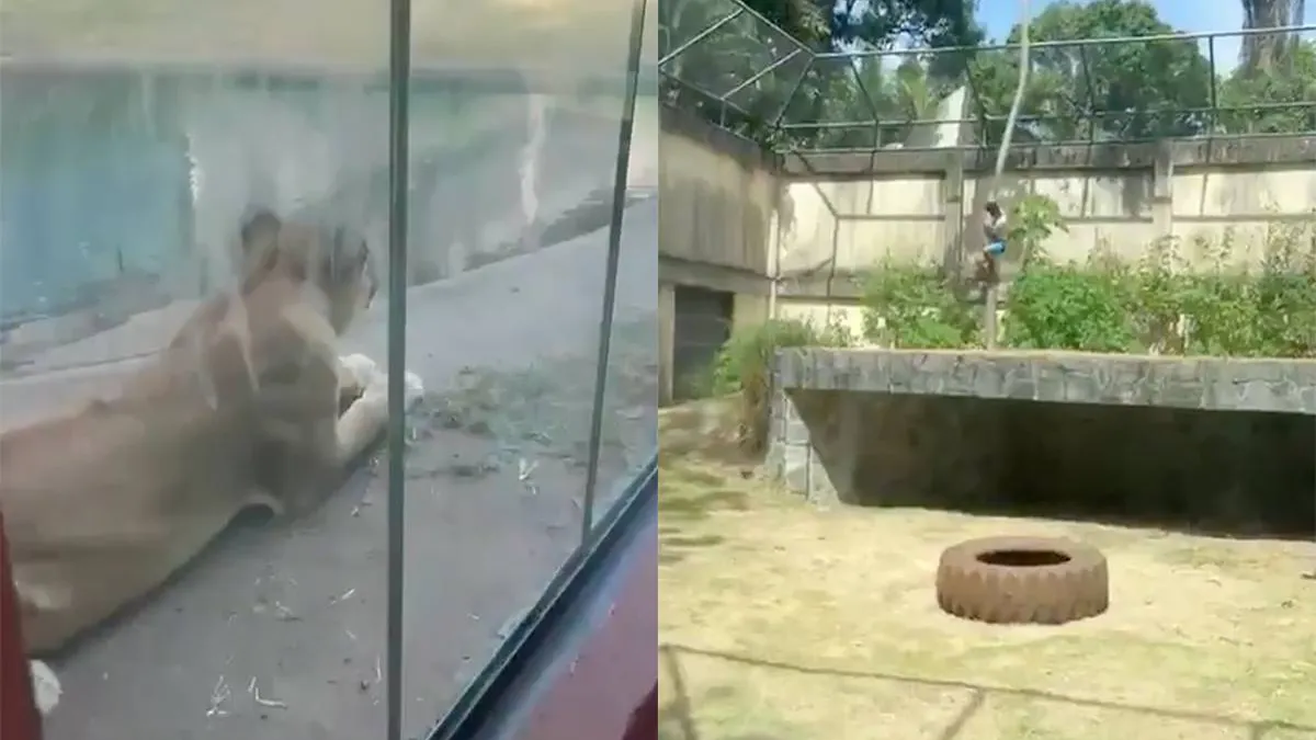 thumb_vk_Man_klimt_leeuwenverblijf_in_Brazilie_in_aanval_loopt_fataal_af