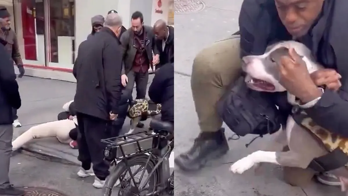 thumb_vk_Pitbull_grijpt_baby_op_straat_in_New_York_en_laat_niet_los_omstanders_grijpen_in_bij_horrorincident
