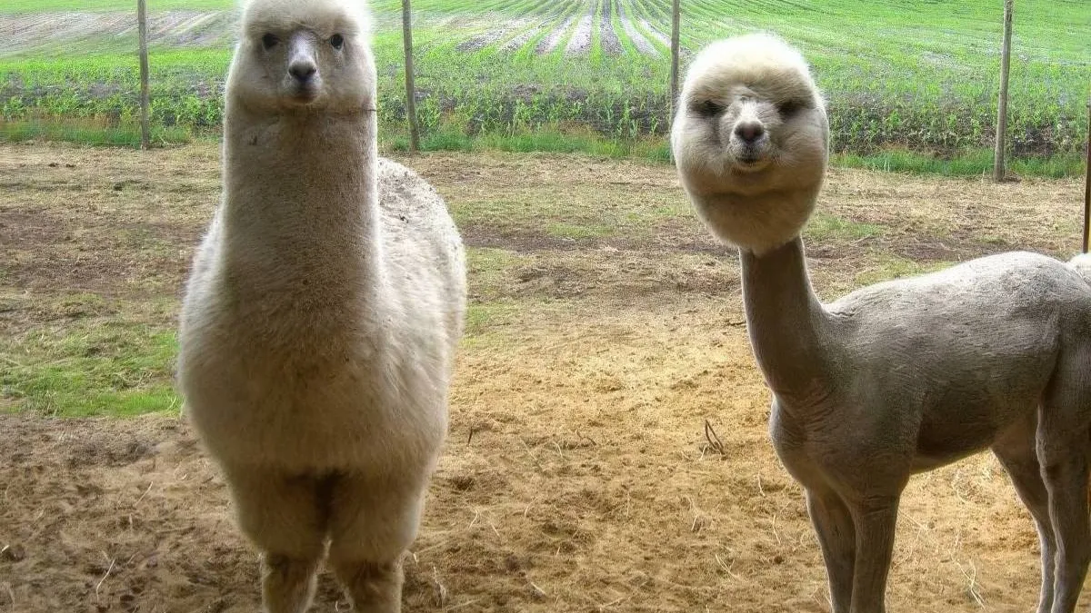 thumb_vk_pix_dump_2164