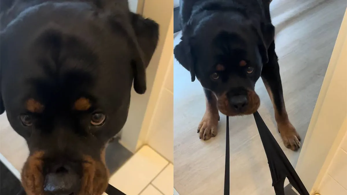 thumb_vk_Rottweiler_Dyce_heeft_een_trucje_van_de_baas_geleerd