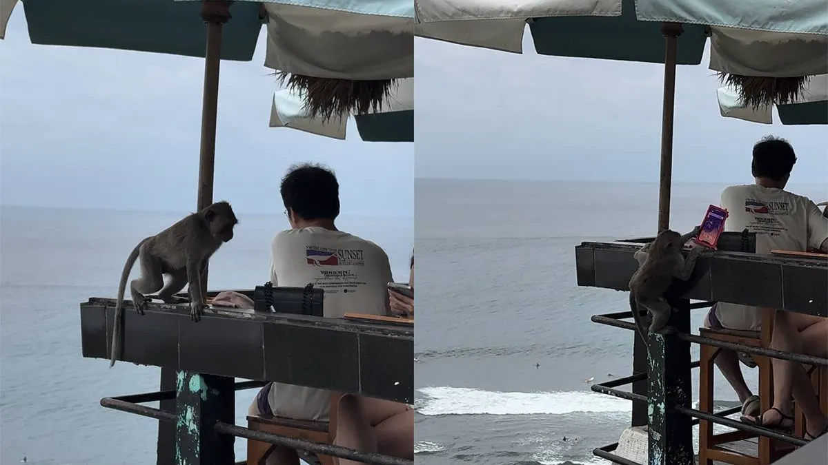 thumb_vk_Toerist_verliest_mobiel_aan_fulltime_primatendief