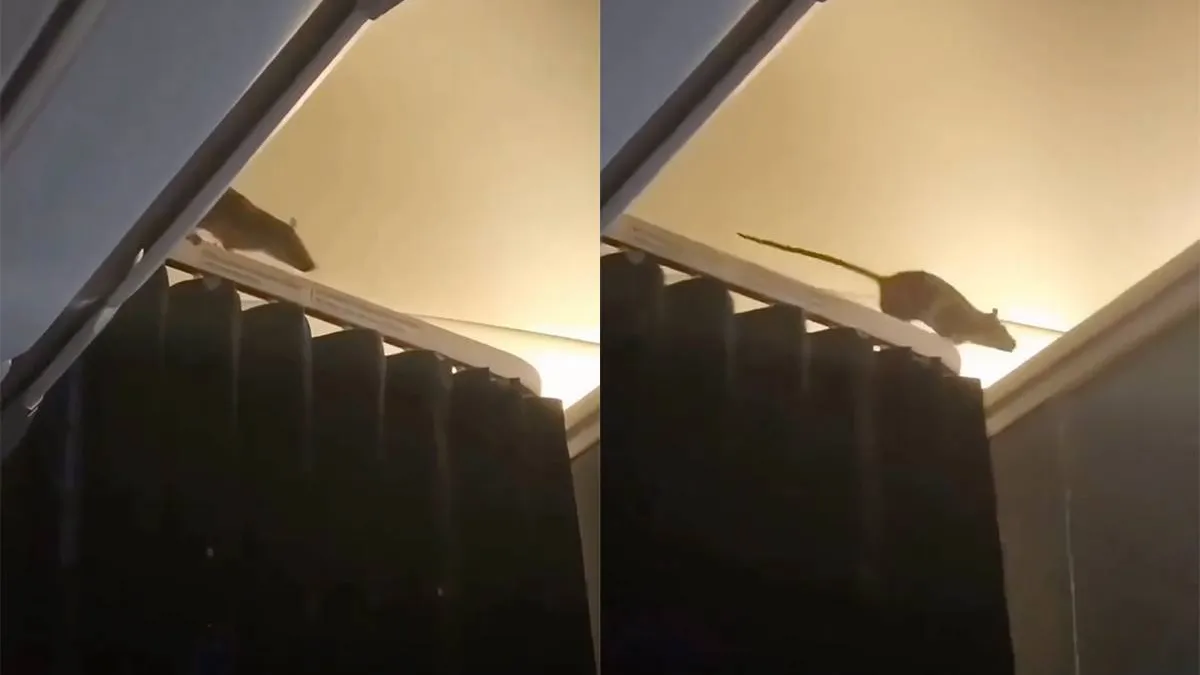 thumb_vk_VIDEO_Rat_gespot_in_KLM_vliegtuig_250_reizigers_vast_op_Aruba_en_Bonaire