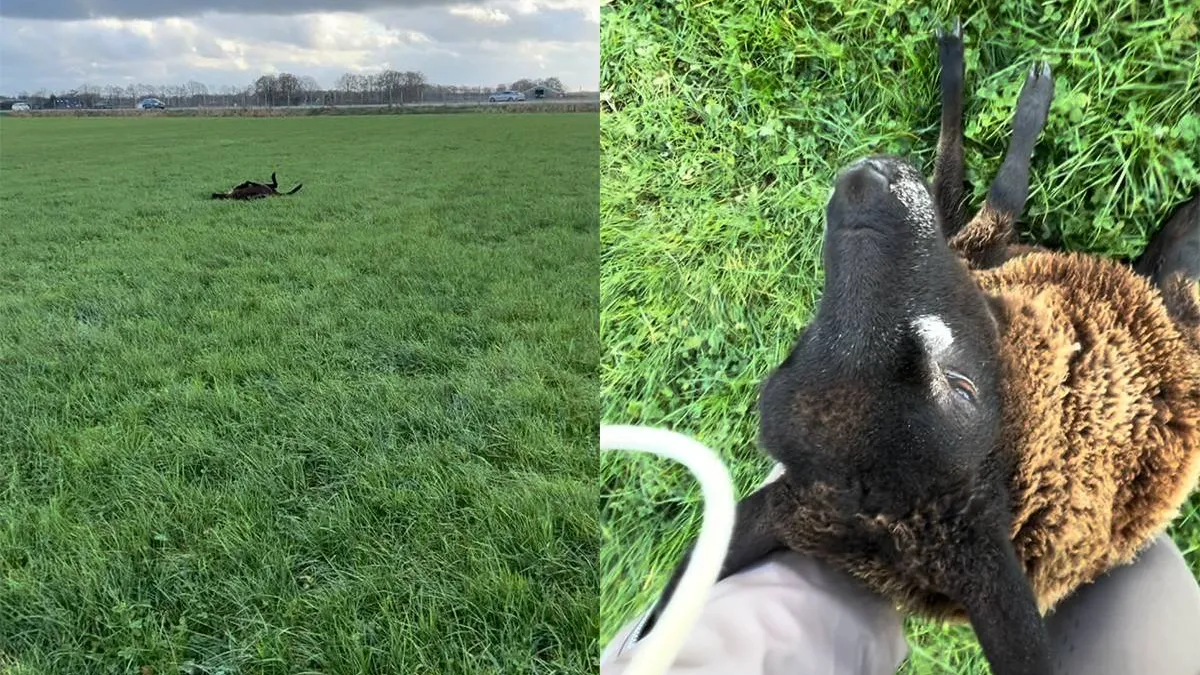 thumb_vk_Vrouw_spot_gevallen_schaap_en_helpt_een_handje