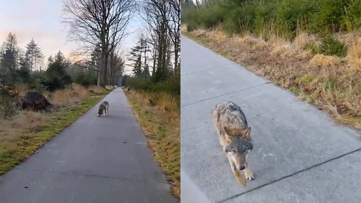 thumb_vk_Wolf_volgt_wandelaars_op_Dwingelderveld_en_vertoont_ongewenst_gedrag