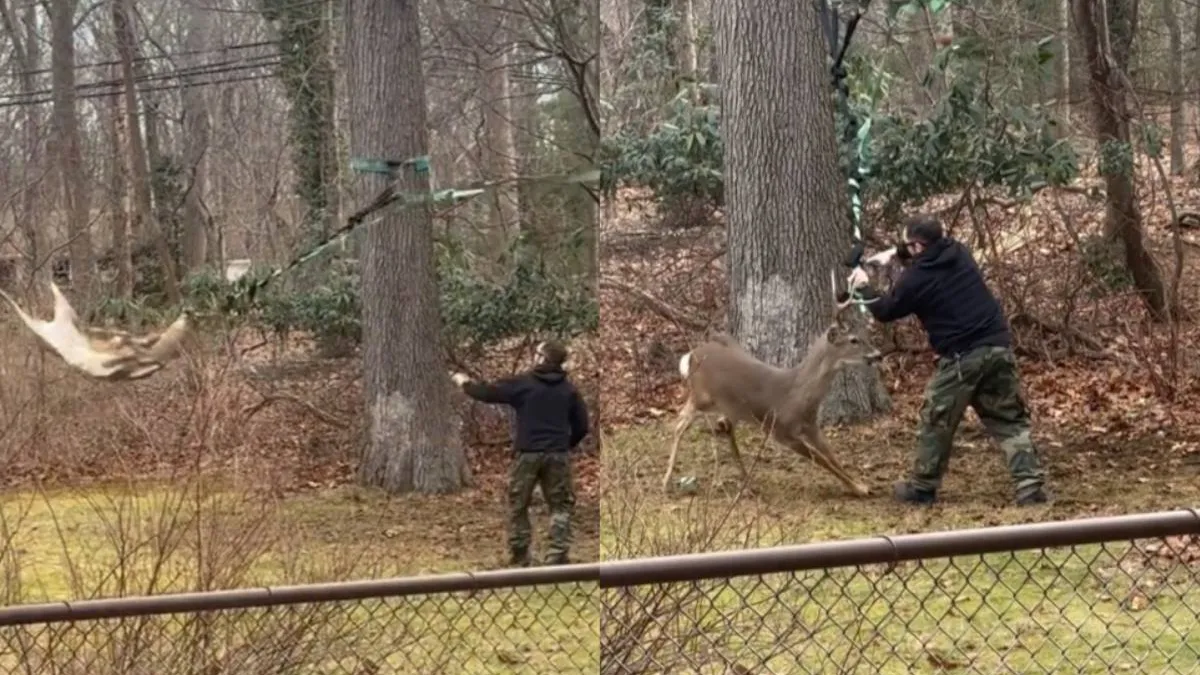 thumb_schommelen_redding_hert