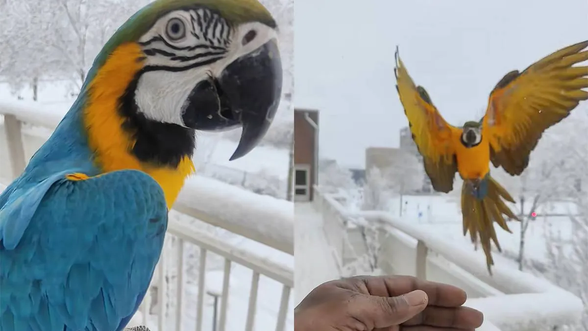 thumb_vk_Ara_in_Almere_Buiten_vindt_rondje_vliegen_in_de_sneeuw_ook_fantastisch