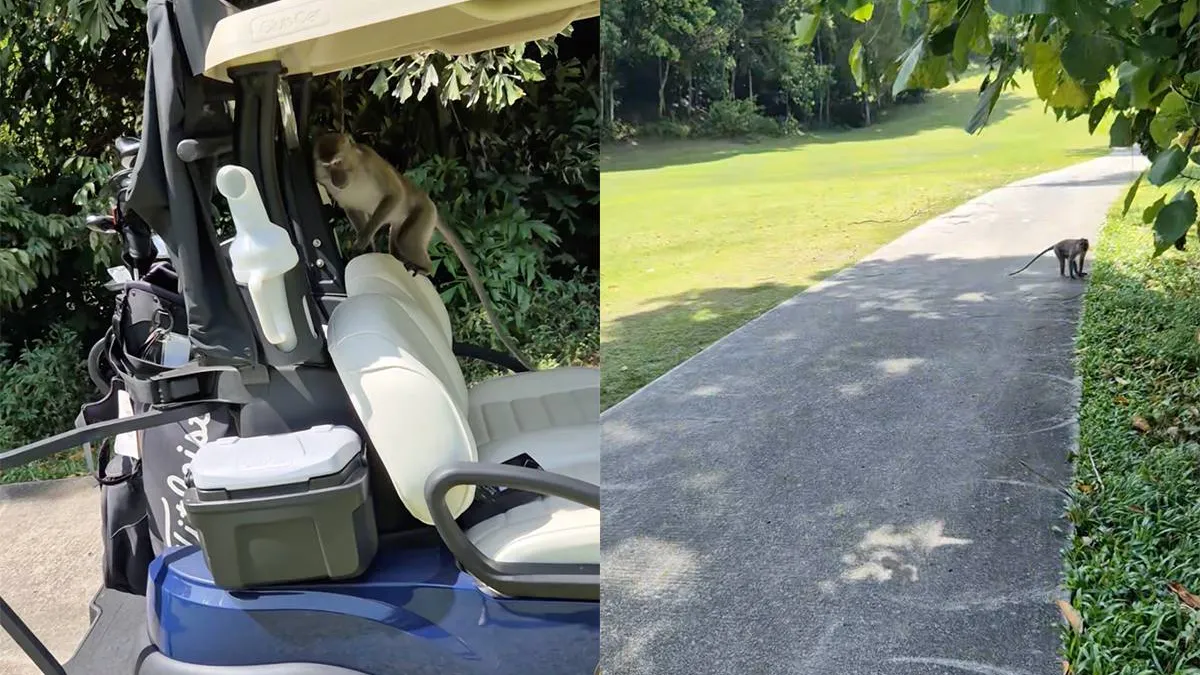 thumb_vk_Brutale_apen_op_Langkawi_stelen_golfkleding_van_Nederlander