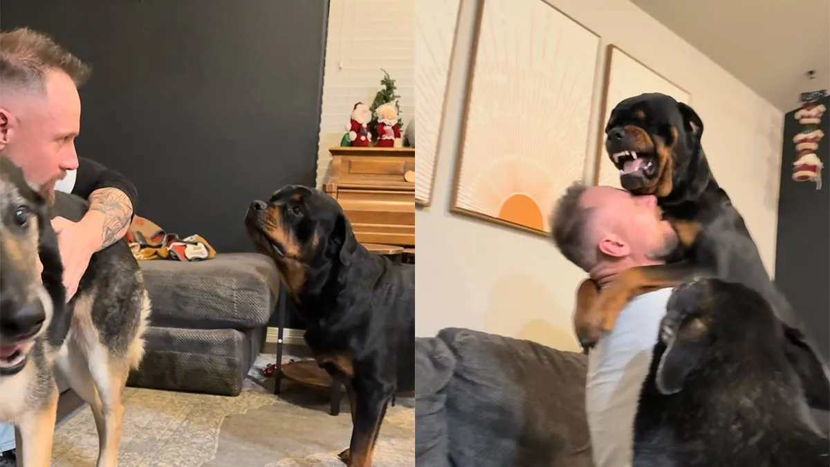 thumb_vk_Onschuldig_of_zorgwekkend_Rottweiler_boos_op_baas_omdat_hij_een_andere_hond_aandacht_geeft