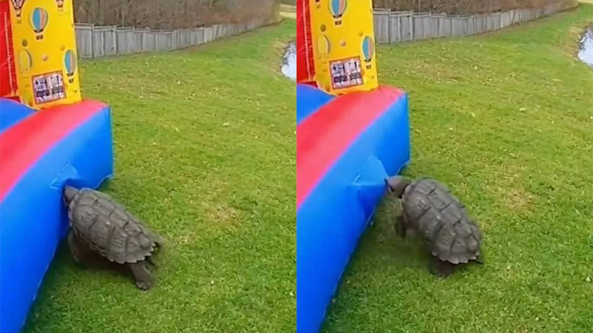 thumb_vk_Schildpad_maakt_zonder_pardon_een_einde_aan_luchtkasteel