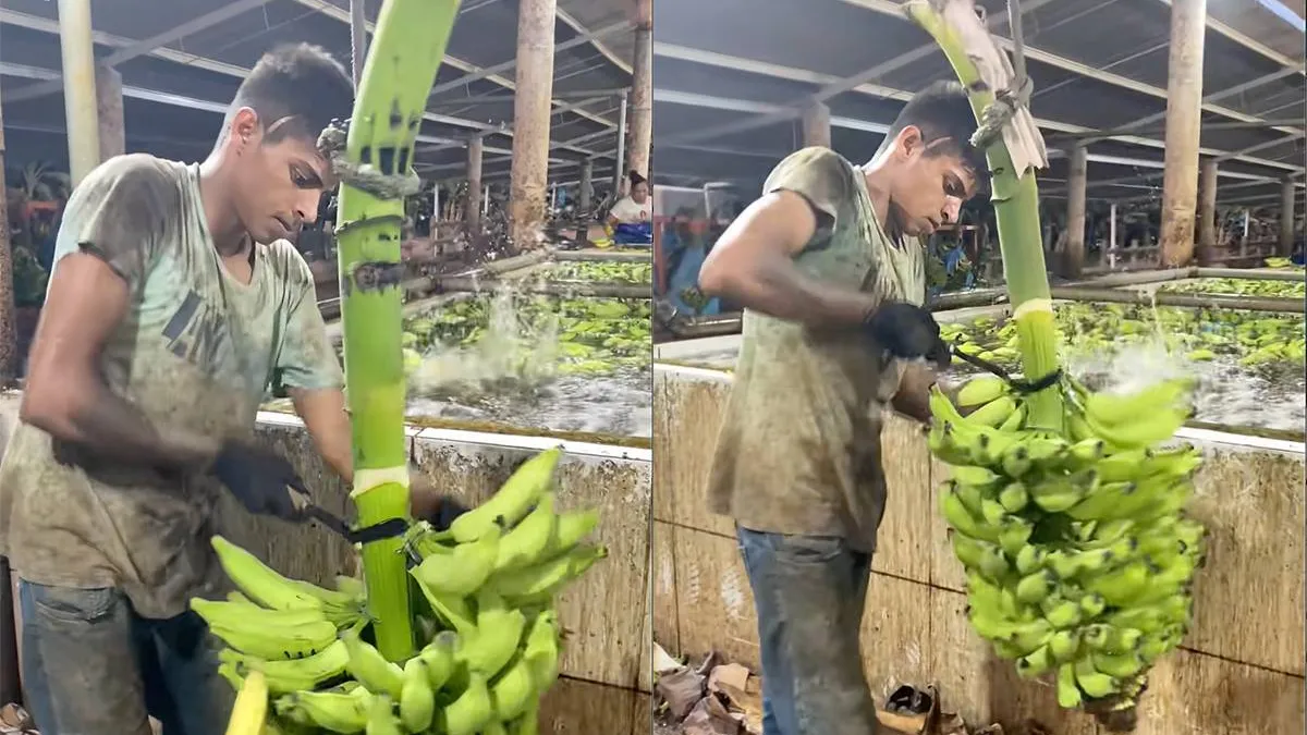 thumb_vk_Top_die_baan_Professioneel_bananenwasser