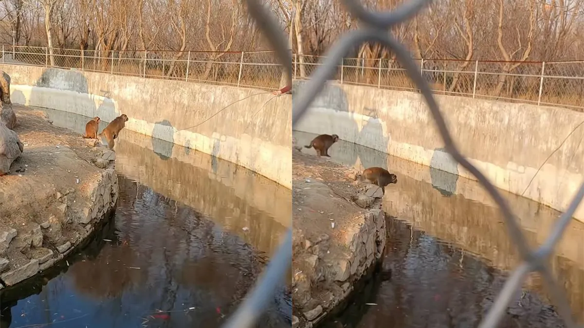 thumb_vk_Mensen_krijgen_spijt_van_spelletje_met_aap