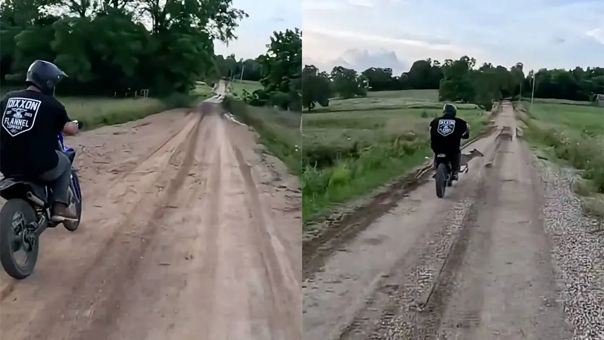 thumb_vk_Motorrijder_vs_hert_en_het_hert_wint_punten