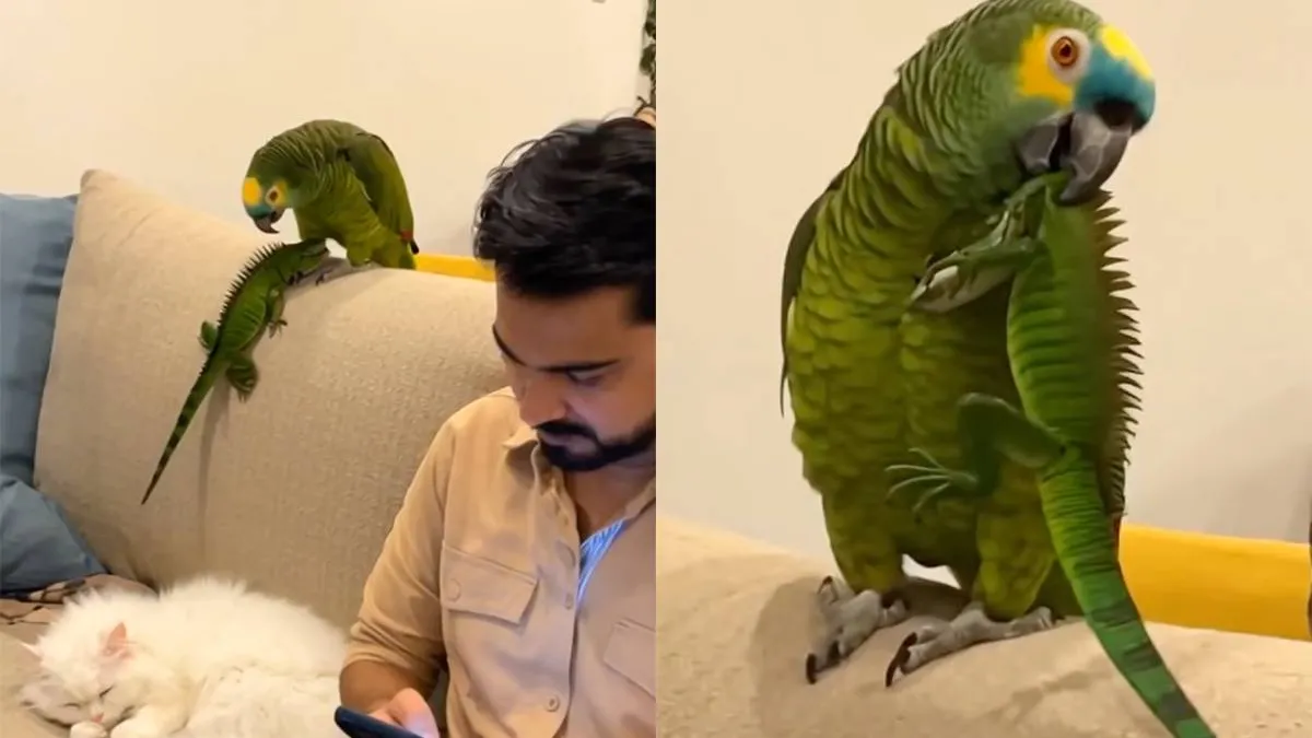 thumb_vk_Papegaai_heeft_vandaag_gekozen_voor_pure_chaos