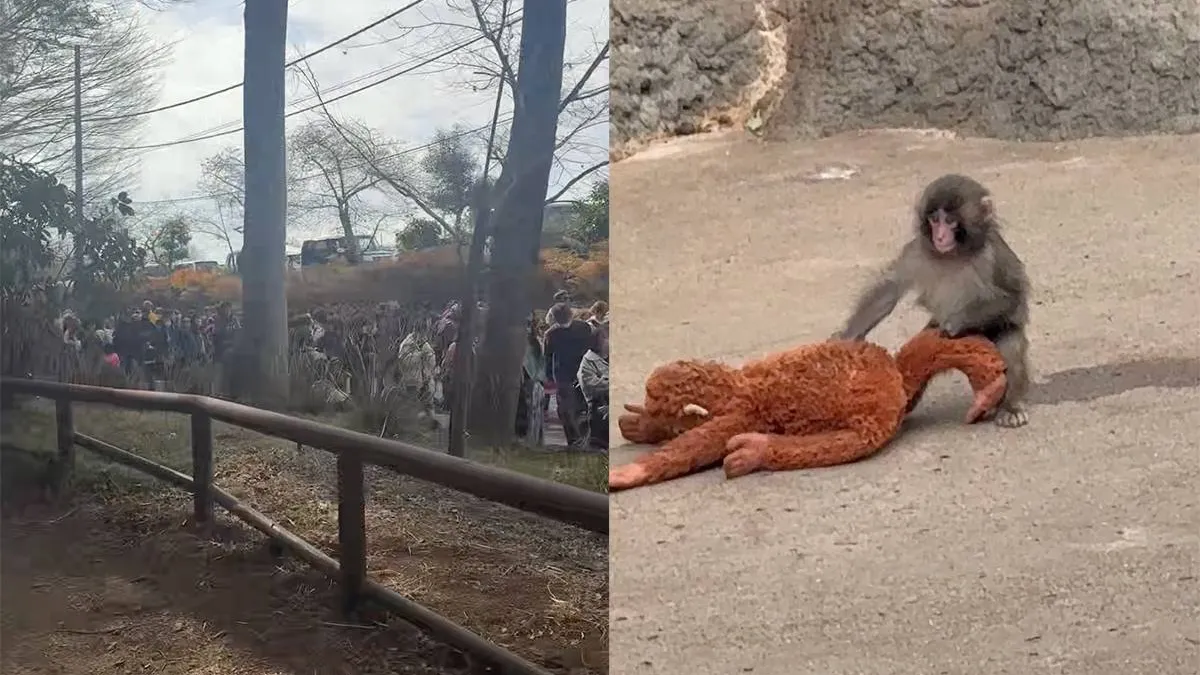 thumb_vk_Rijen_tot_buiten_de_dierentuin_voor_baby_aapje_Punch_iedereen_wil_hem_zien