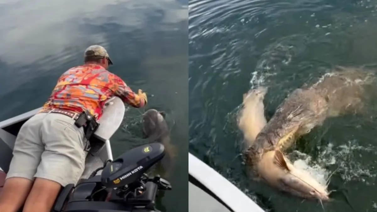 thumb_zoutwaterkrokodil