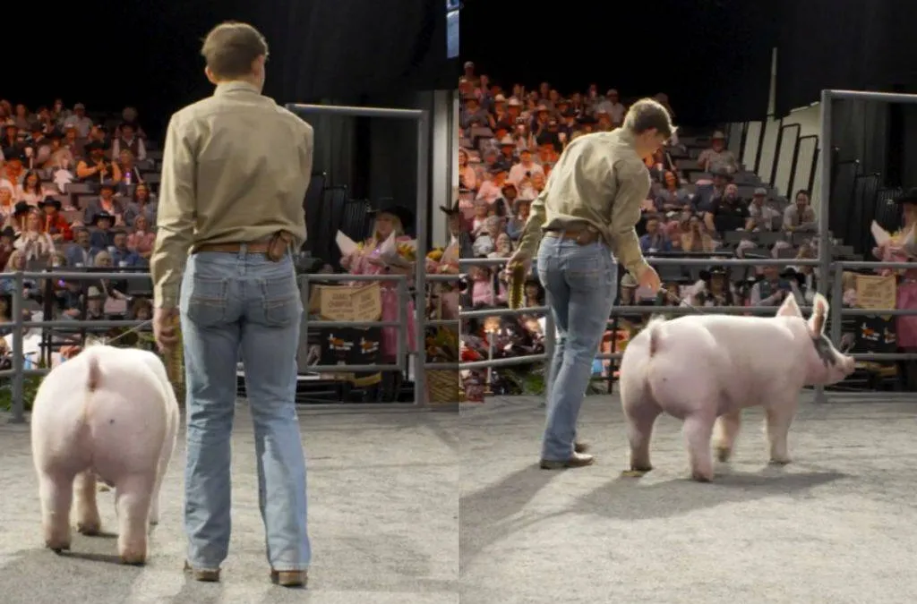 thumb_500000_prok_large