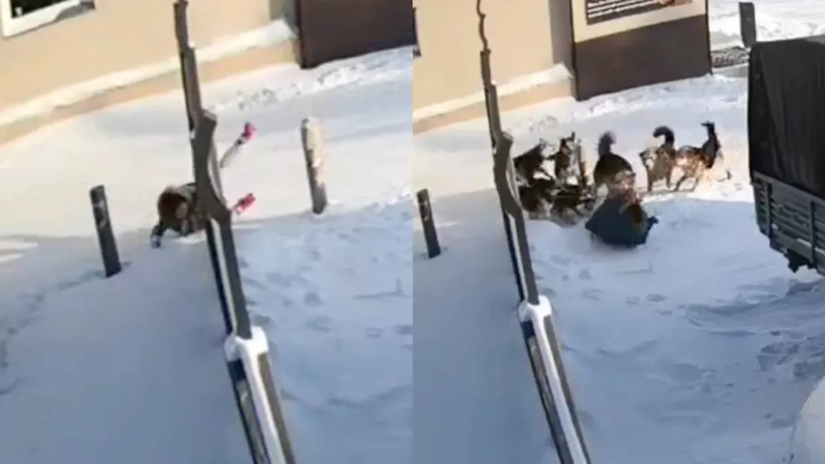 thumb_doggoes_rusland