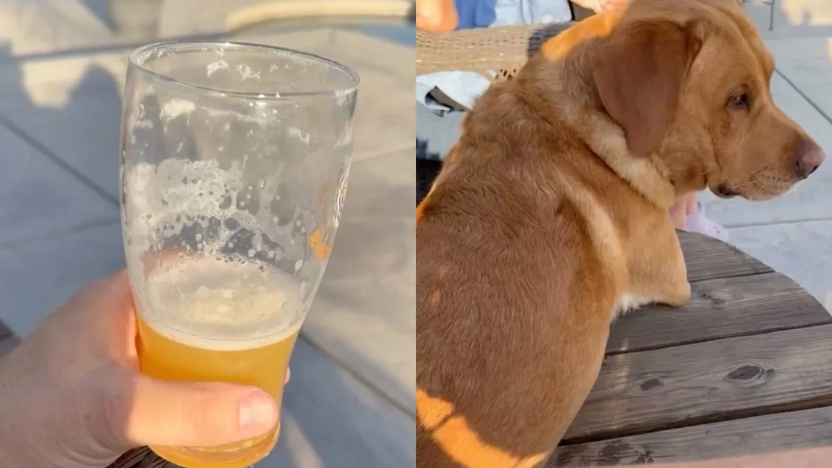 thumb_hond_haalt_bier