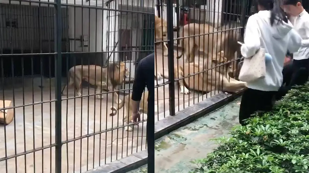 thumb_vk_10_jarig_meisje_bijna_meegesleurd_door_leeuw_in_Chinese_dierentuin