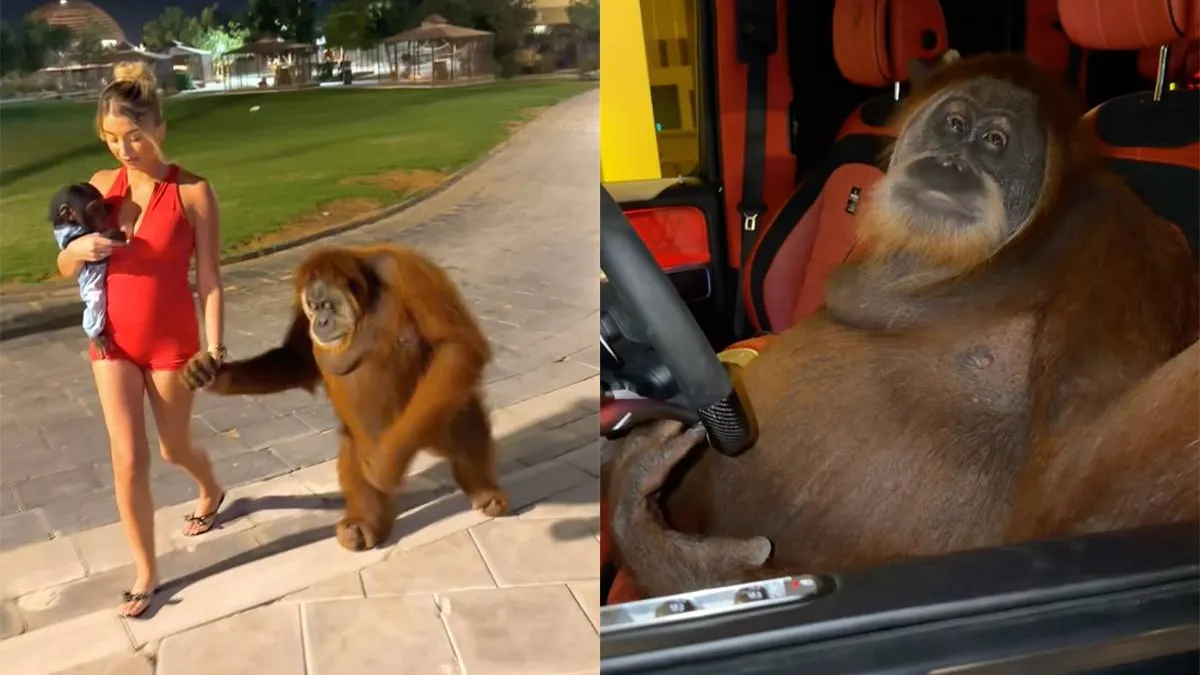 thumb_vk_Aap_krijgt_blikje_Red_Bull_in_handen_en_besluit_het_gewoon_leeg_te_tikken