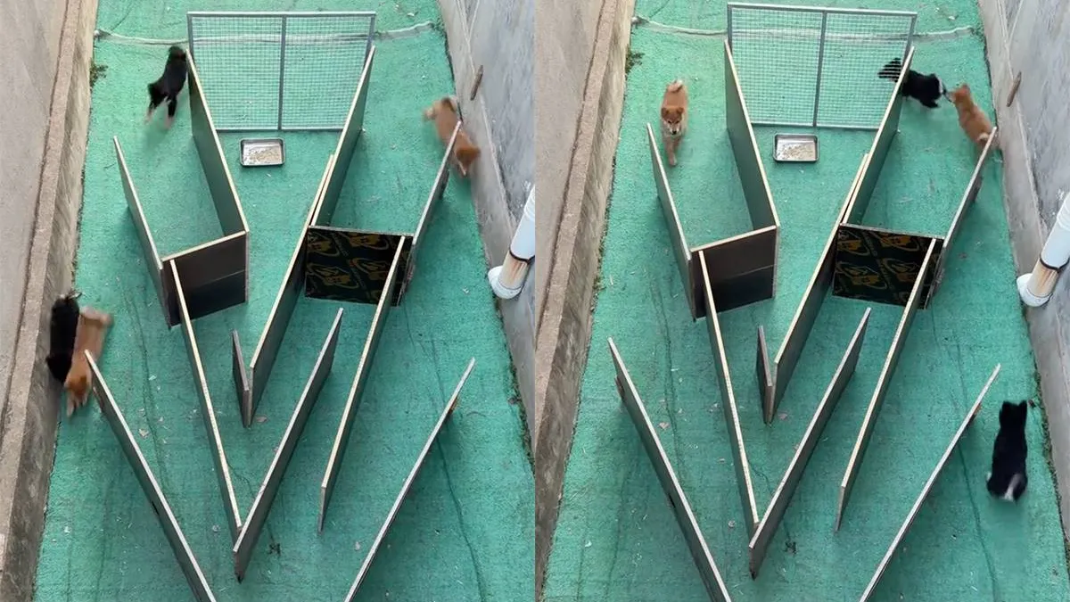 thumb_vk_Deze_honden_moeten_even_puzzelen_voordat_ze_kunnen_eten