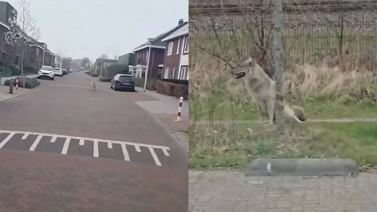 thumb_vk_Fietsexamen_in_Hengelo_krijgt_bizarre_wending_door_plotselinge_wolf