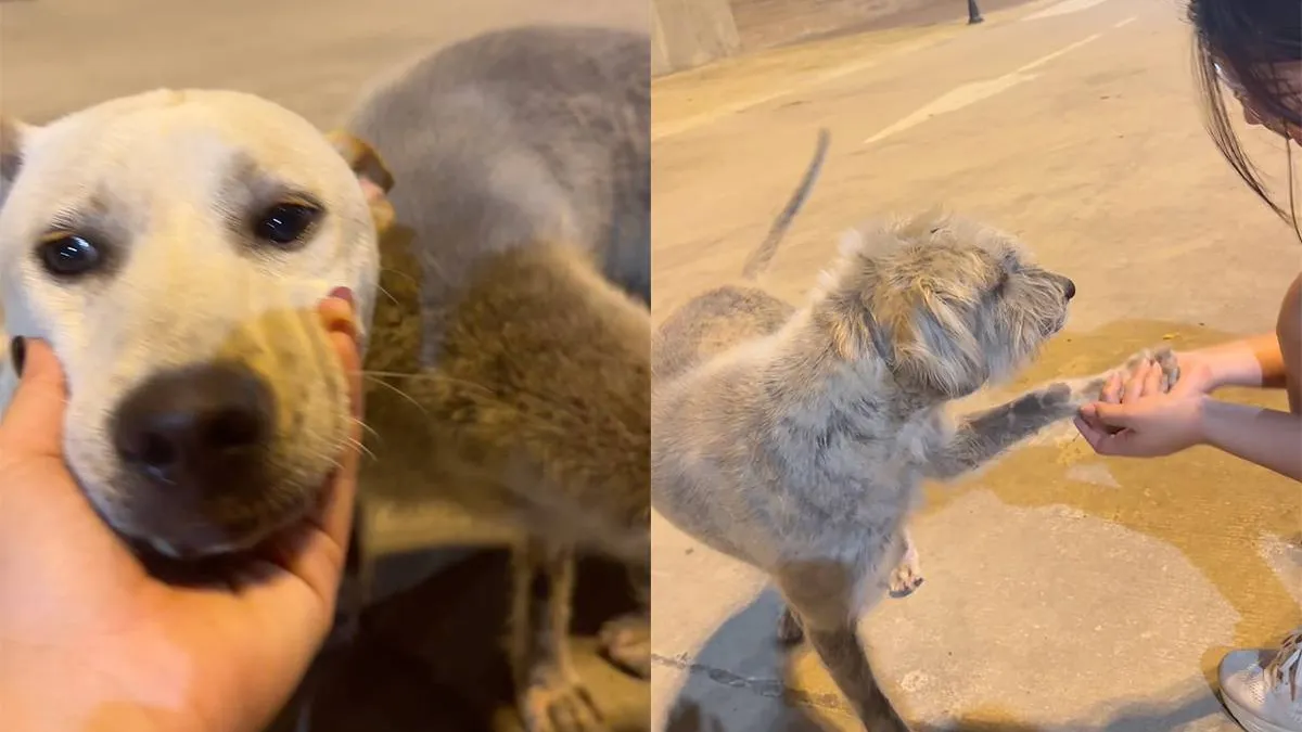 thumb_vk_Hond_geniet_net_iets_te_veel