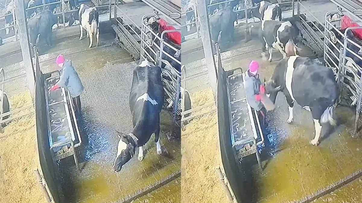 thumb_vk_Koe_zegt_nee_en_neemt_vrouw_te_grazen