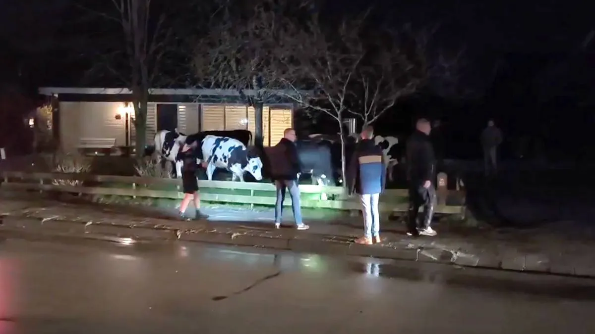 thumb_vk_Koeien_nemen_Damwald_over_hekken_gesloopt_brievenbus_eraan_en_dorp_helpt_mee