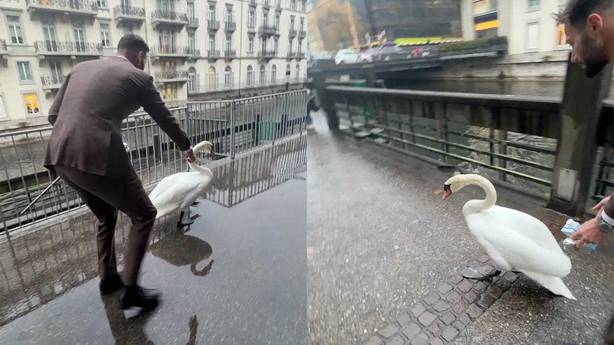 thumb_vk_Man_die_zwaan_het_water_in_wijst_gaat_viraal