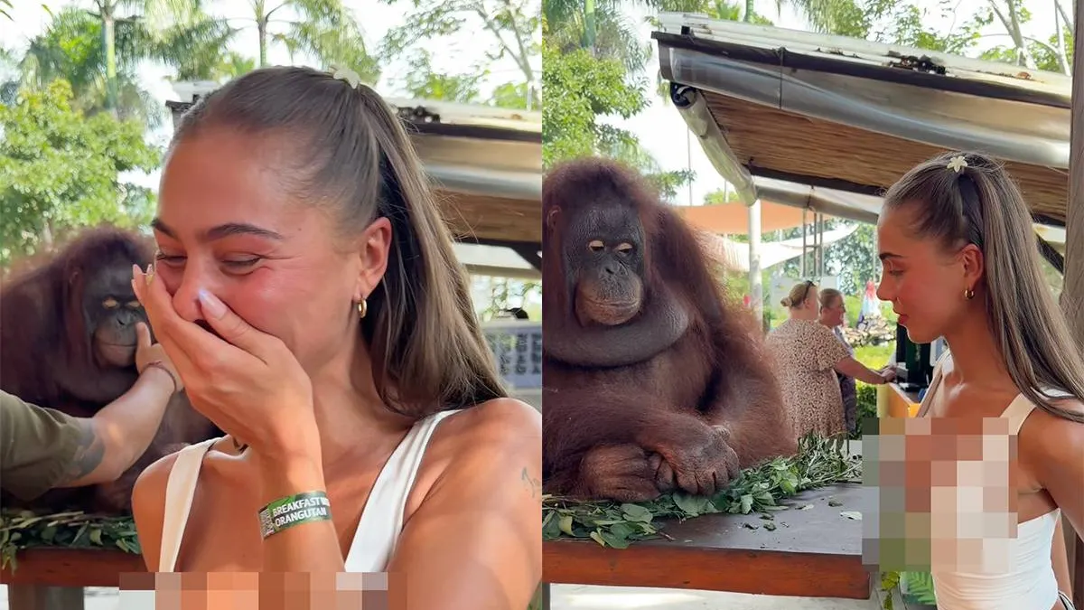 thumb_vk_Orang_oetan_zijn_heeft_ook_zo_zn_voordelen